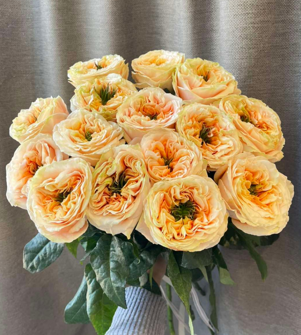 Шикарный букет из 15 шт пионовидных роз Melon expression 