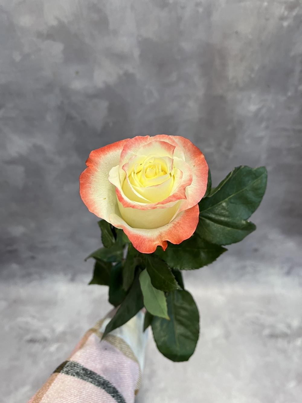 Роза Кабарет, Эквадор, 70 см