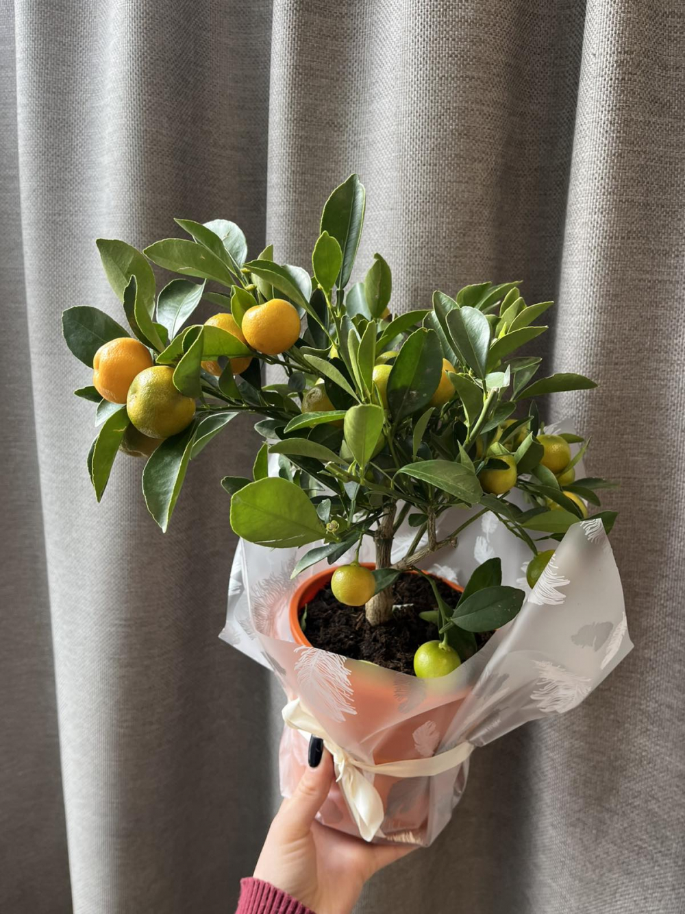 Комнатное растение "Цитрус Каламандин"