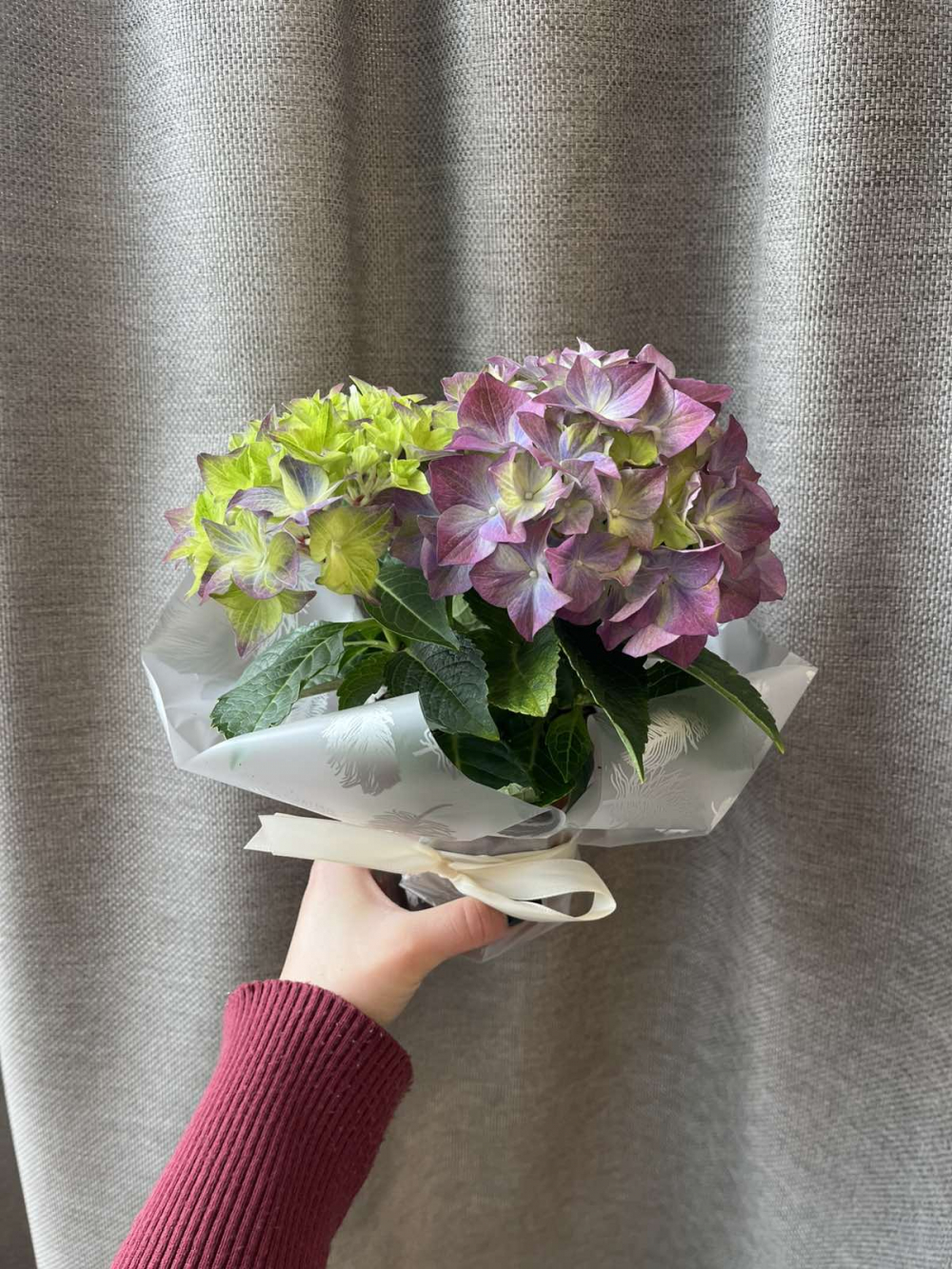 Комнатное растение Гортензия, микс