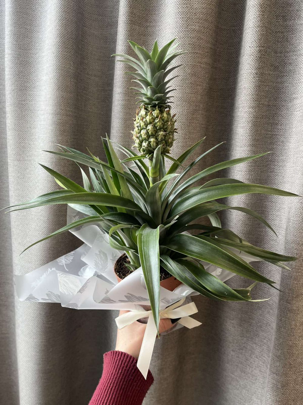 Комнатное растение "Ананас"