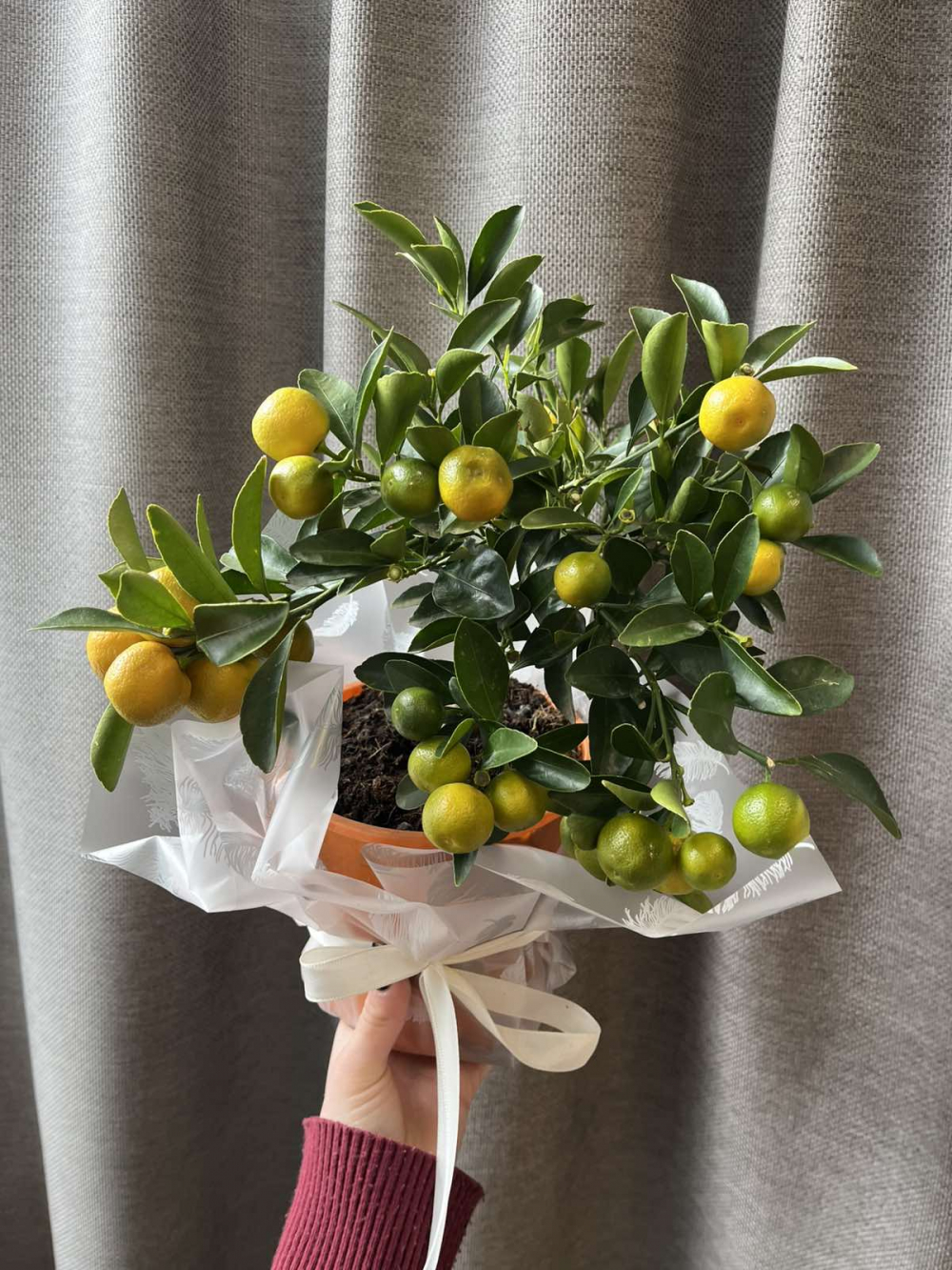 Комнатное растение "Цитрус Каламандин"