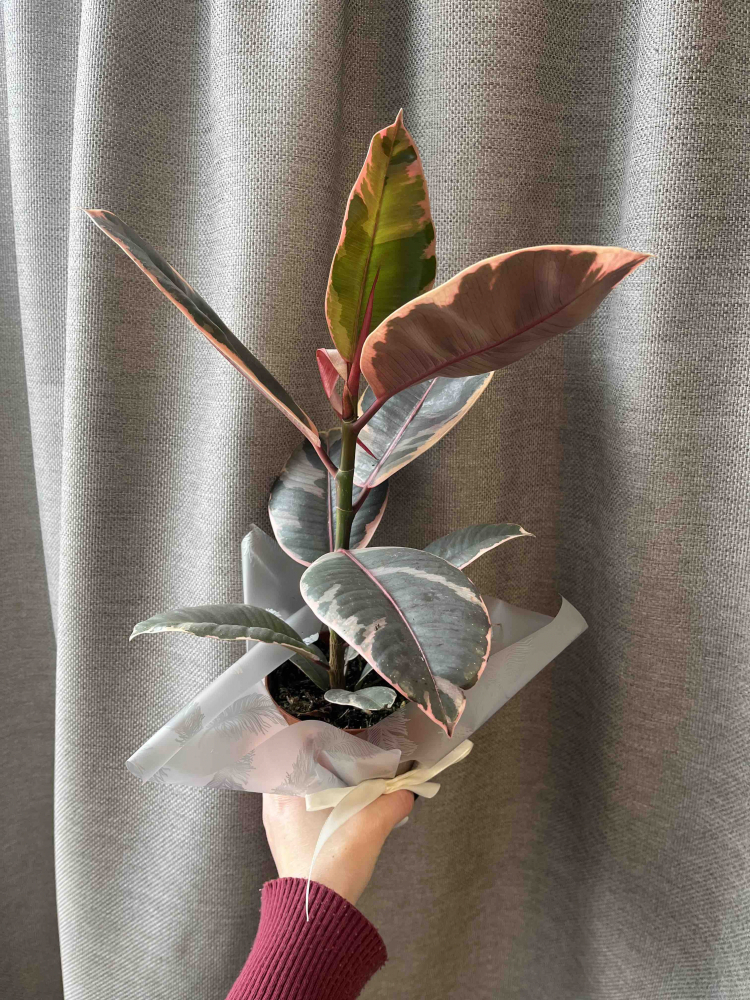 Комнатное растение "Фикус Белиз" 