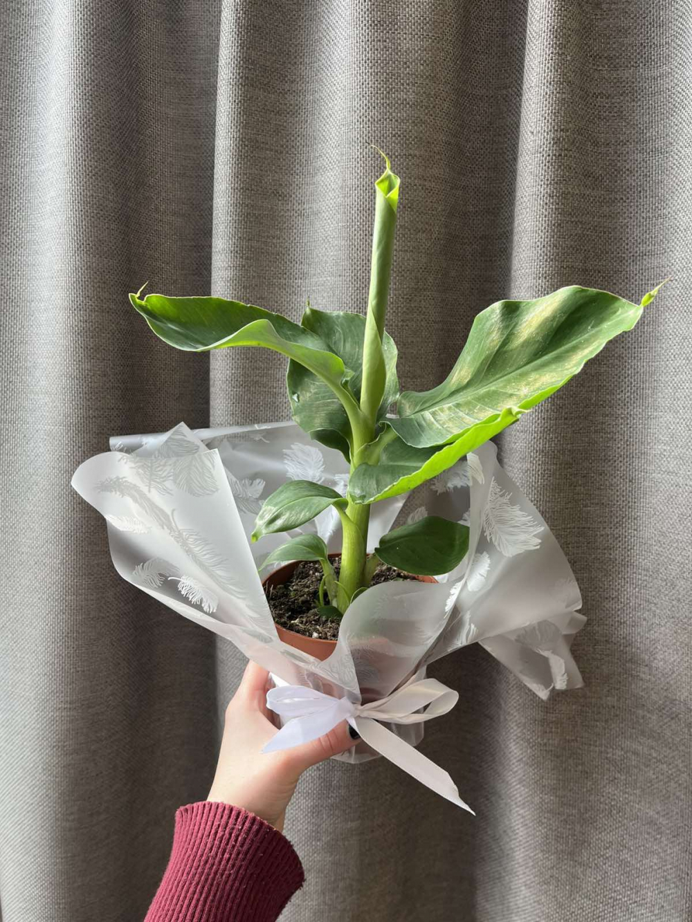 Комнатное растение "Банан"