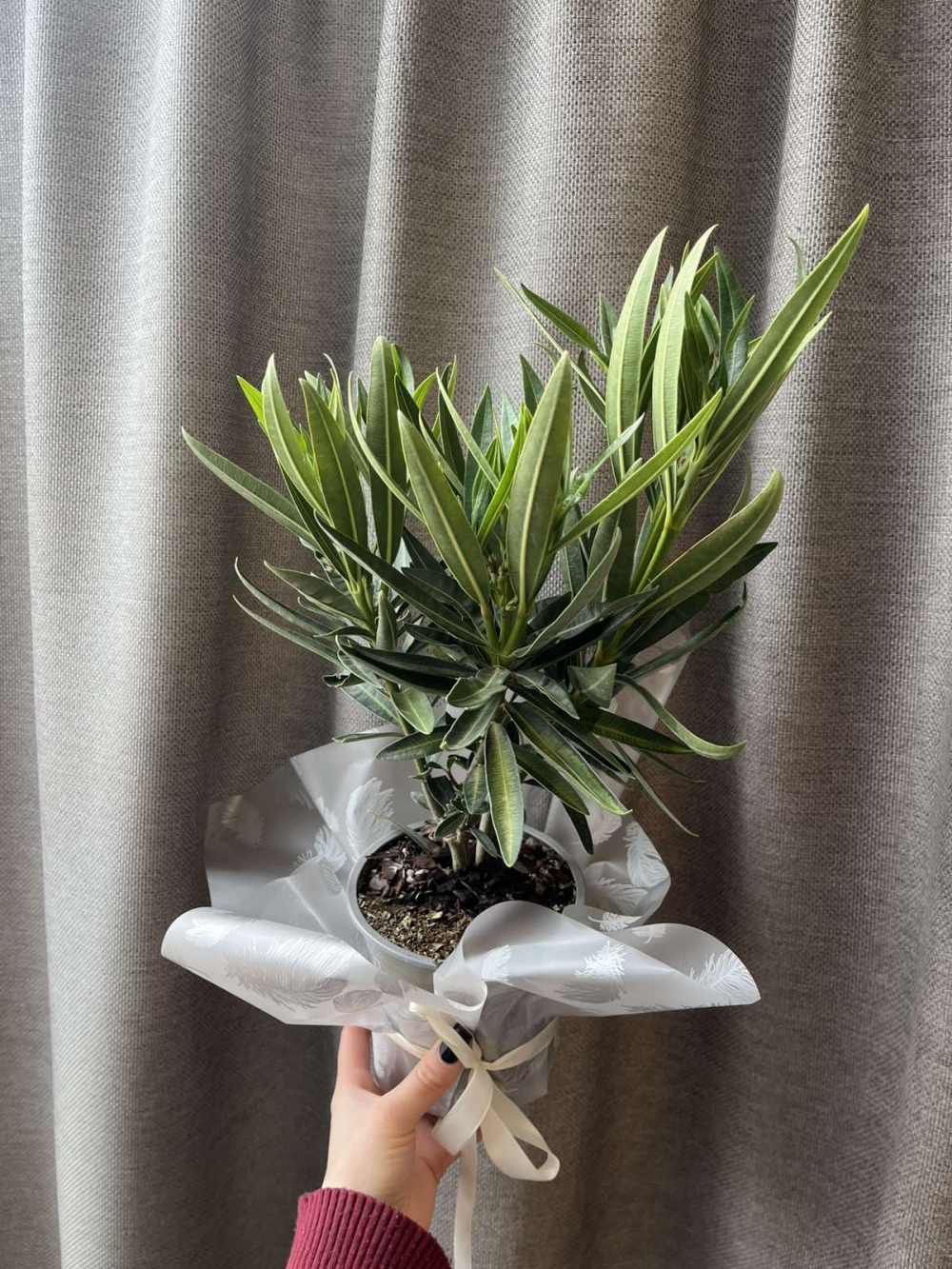 Комнатное растение "Олеандр"