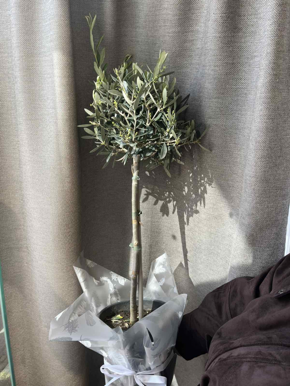 Олива штамб, 19/90