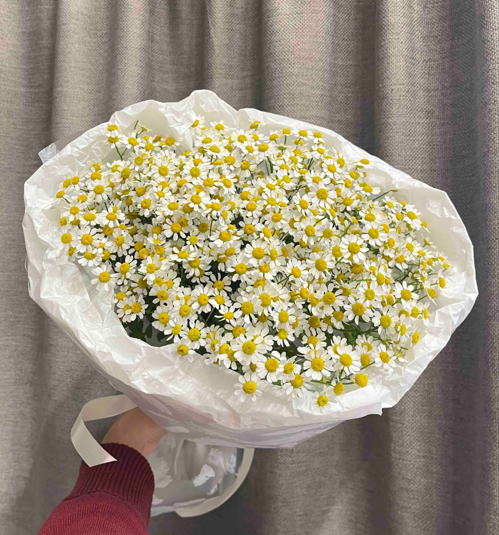 Букет из 11 шт нежных ромашек "Танацетум"
